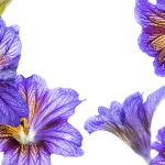 青柠起始页官网更新日志:最新功能与优化详细介绍 0ziuc