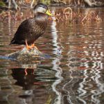 青柠首页:探索新鲜生活的多彩选择与无限可能 4z0li