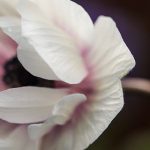 青苹果乐园在线高清免费:畅享高清视听盛宴,尽在指尖体验! 5kw5usiilm