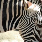 青苹果影院6080:畅享高清影视盛宴,尽在指尖 m5cvco